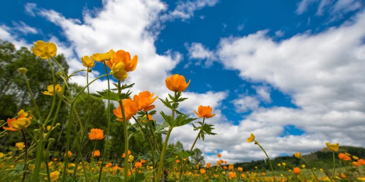 Rozkvitnuté oranžové kvety na lúke pod modrou oblohou s oblakmi, symbolizujúce jar a prebúdzajúcu sa prírodu.